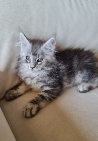 Maine Coon