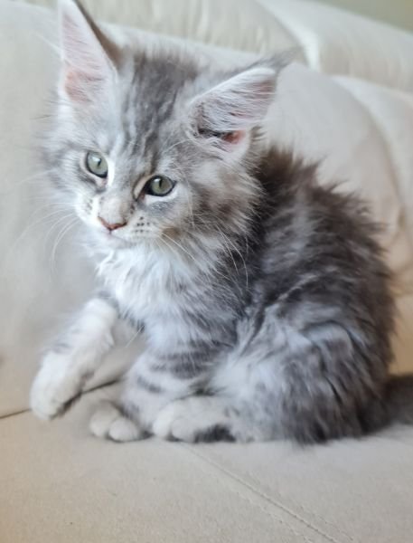 Maine Coon