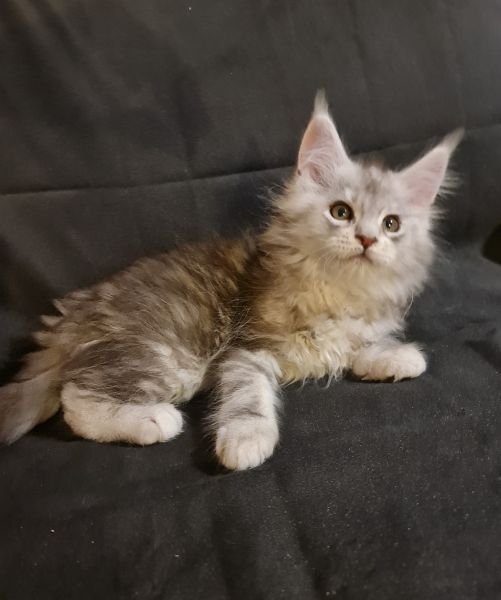 Maine Coon