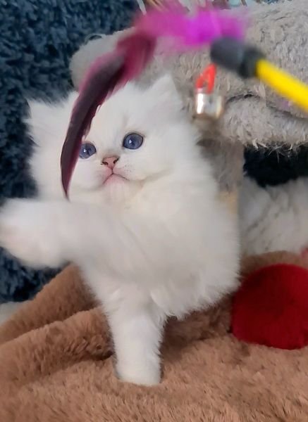British Longhair