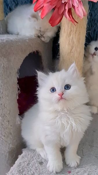 British Longhair