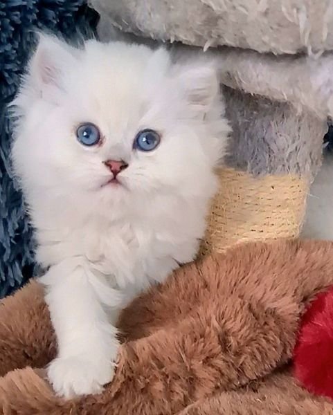 British Longhair