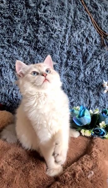 British Longhair