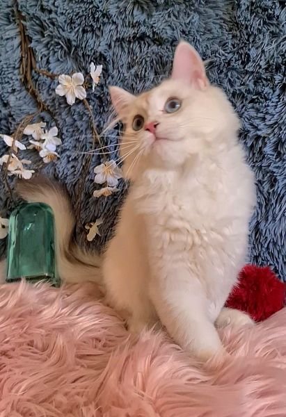 British Longhair