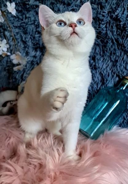 British Longhair