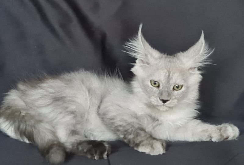 Maine Coon