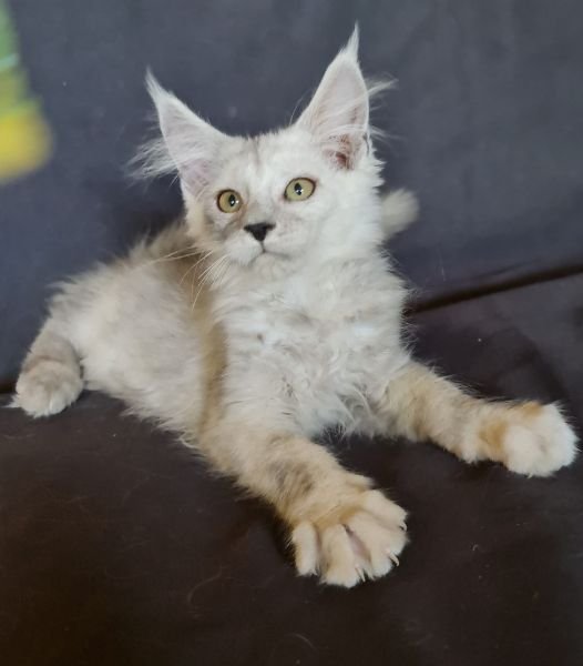 Maine Coon