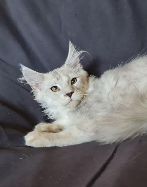 Maine Coon