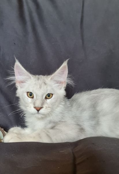 Maine Coon
