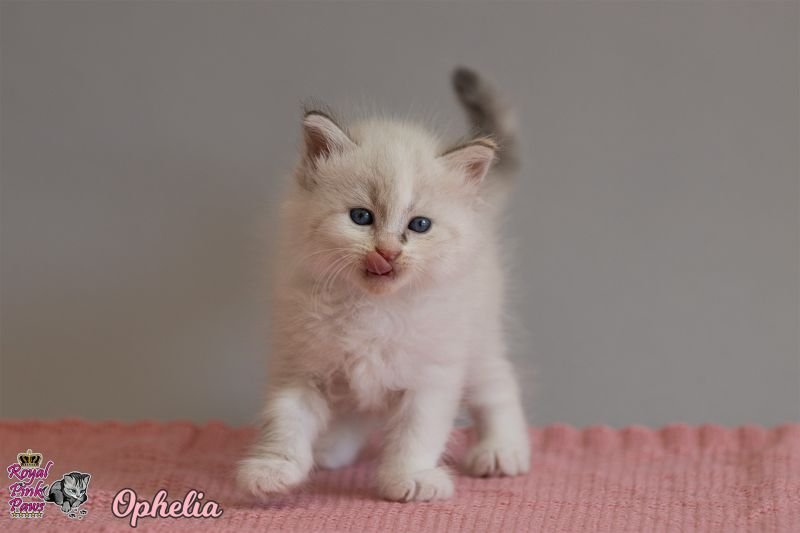 Sibirische Katze