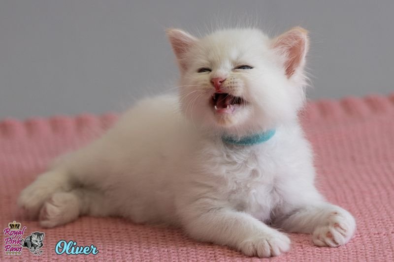 Sibirische Katze