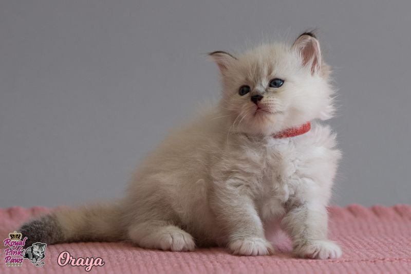 Sibirische Katze