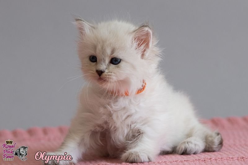Sibirische Katze