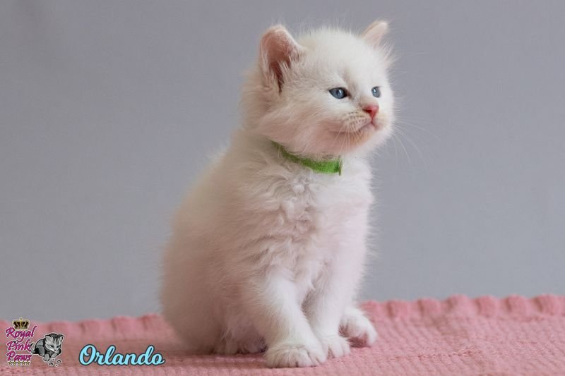 Sibirische Katze