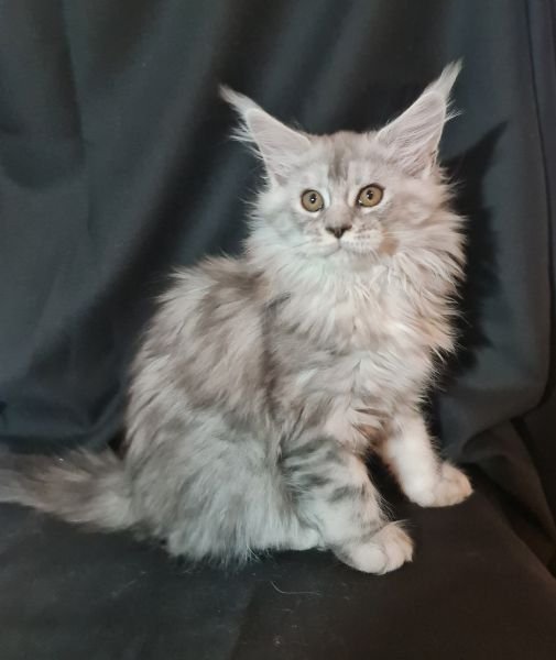 Maine Coon