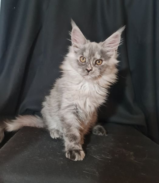 Maine Coon