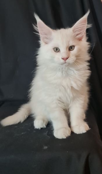 Maine Coon