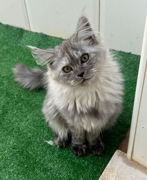 Maine Coon