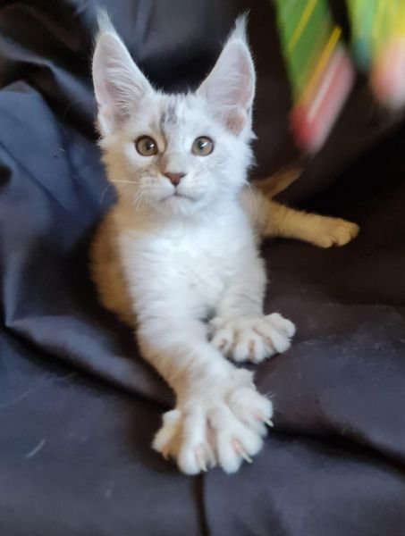 Maine Coon