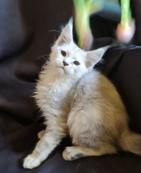 Maine Coon
