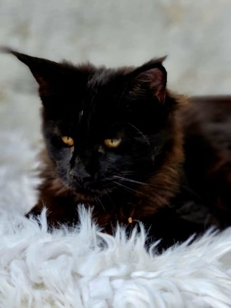 Maine Coon