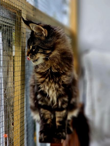 Maine Coon