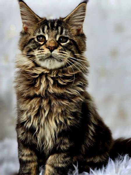 Maine Coon