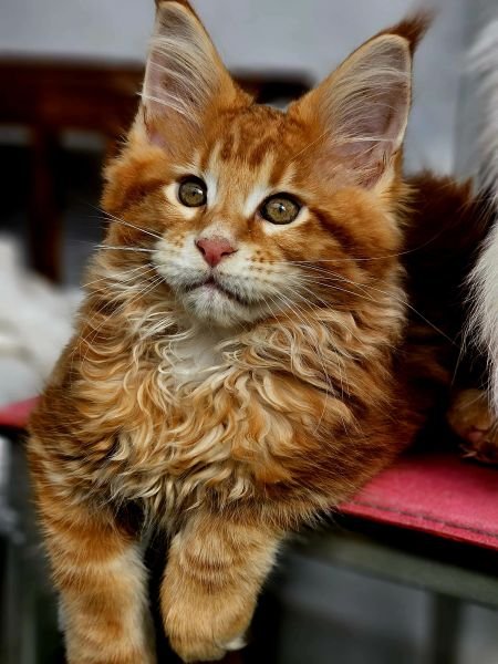 Maine Coon