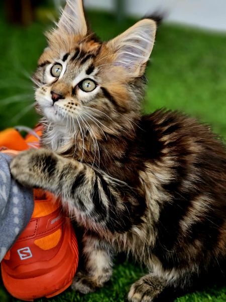 Maine Coon