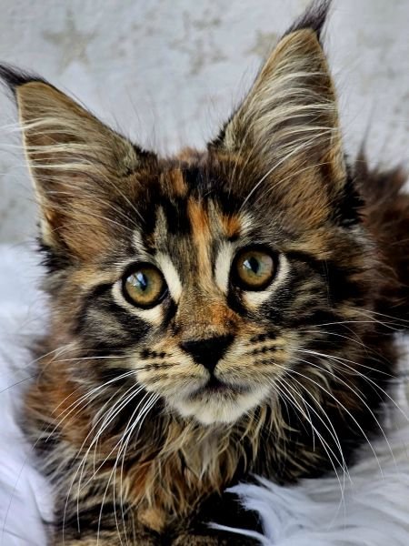 Maine Coon