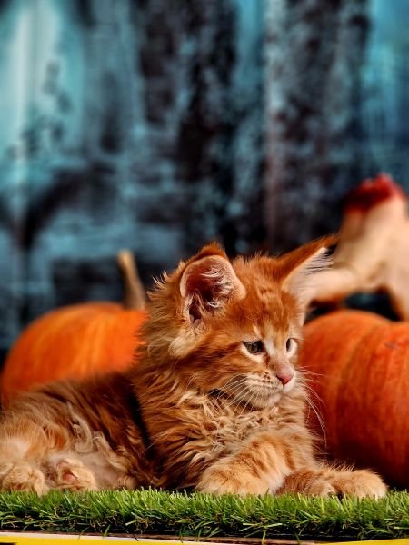 Maine Coon