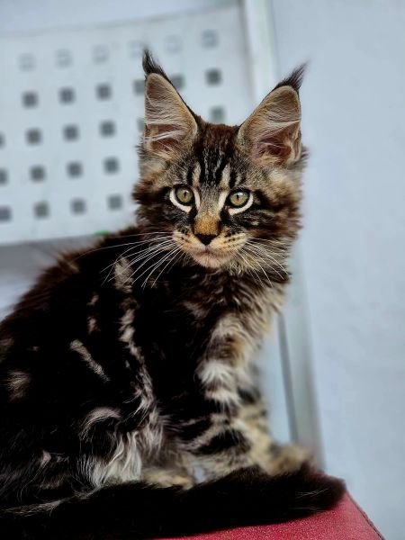Maine Coon