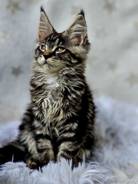 Maine Coon