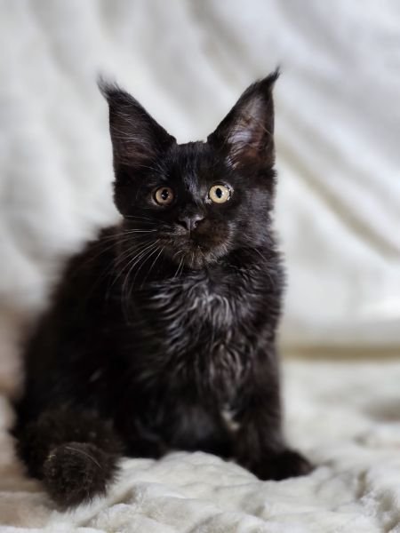 Maine Coon