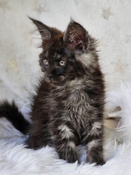 Maine Coon