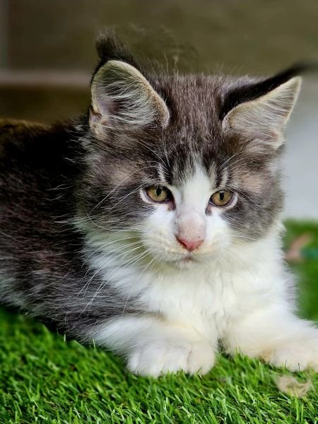Maine Coon