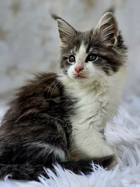 Maine Coon