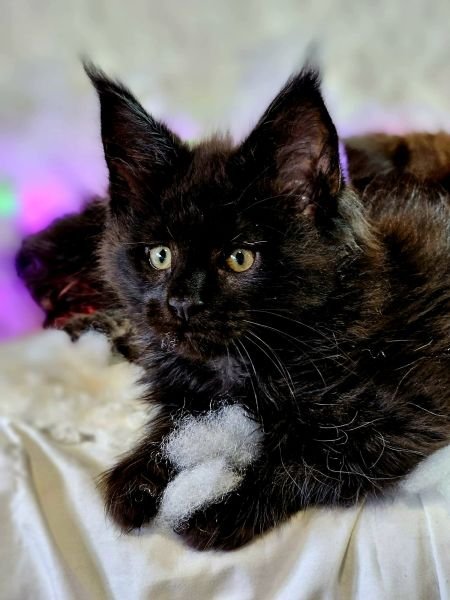 Maine Coon