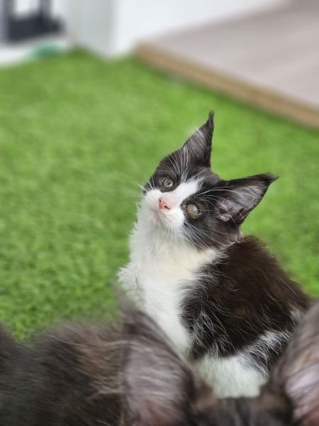 Maine Coon