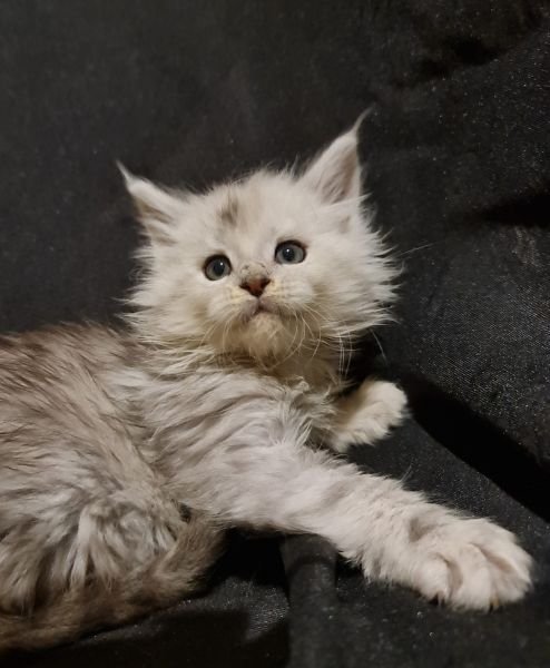 Maine Coon