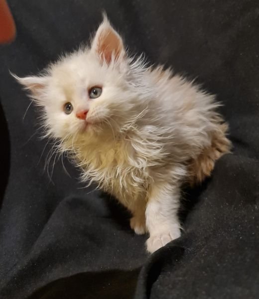 Maine Coon