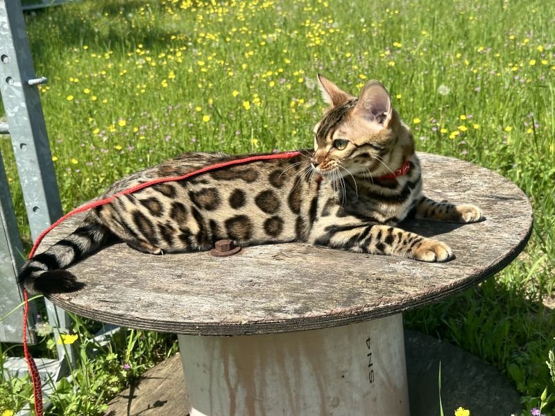 PRINCESS BENGASCOLO