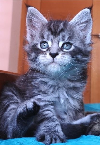 Maine Coon