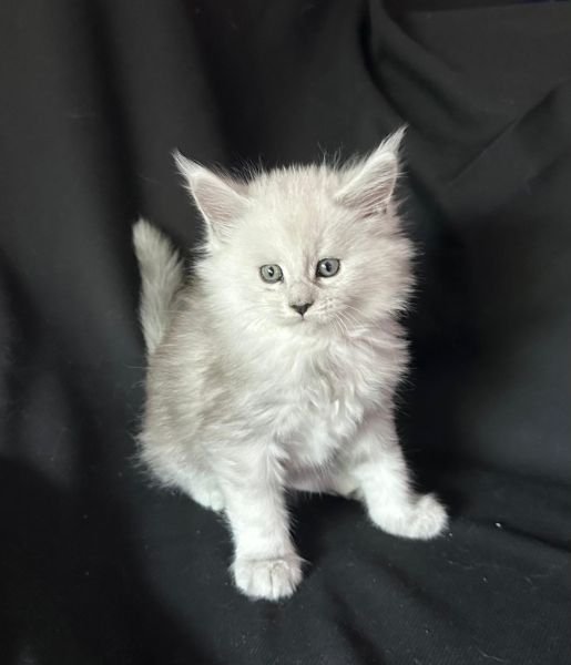 Maine Coon