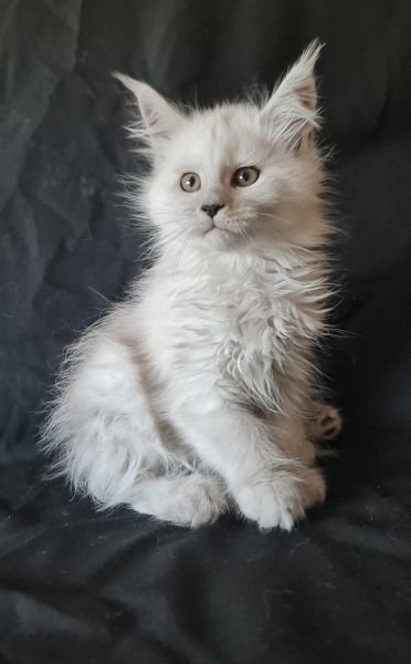 Maine Coon