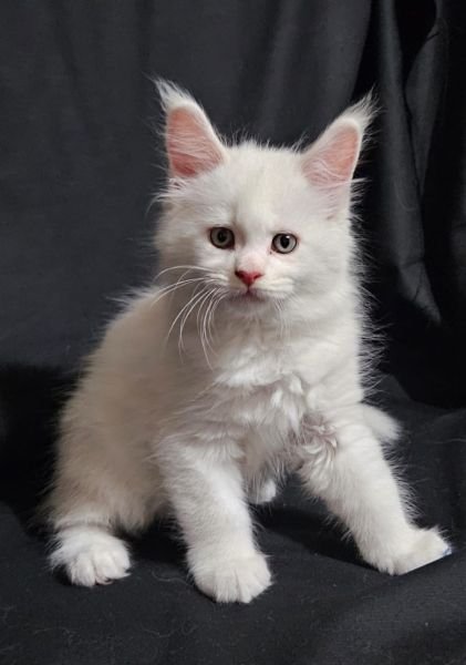 Maine Coon