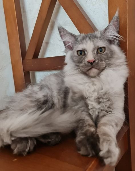 Maine Coon