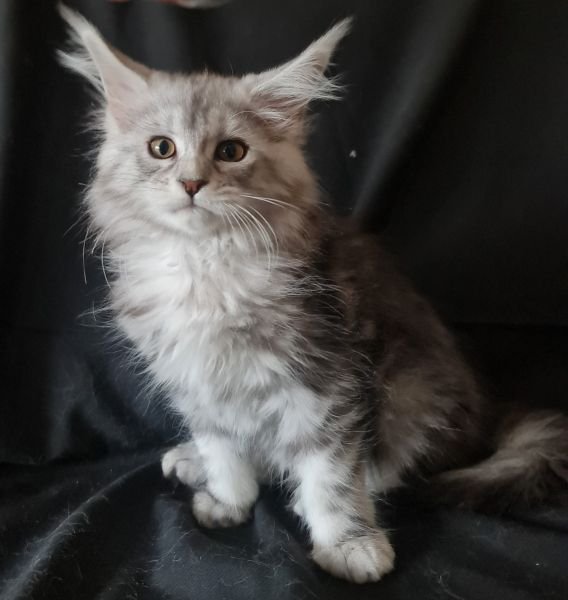 Maine Coon