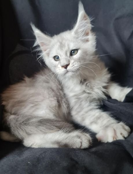 Maine Coon
