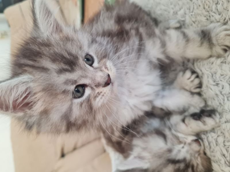 Maine Coon
